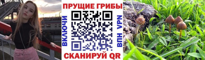 Псилоцибиновые грибы прущие грибы  закладка  Кстово 